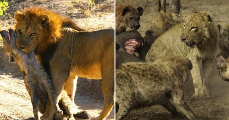 鬣狗搶獅子食物，欺負落單母獅，為什麼獅子能容忍它們當鄰居？