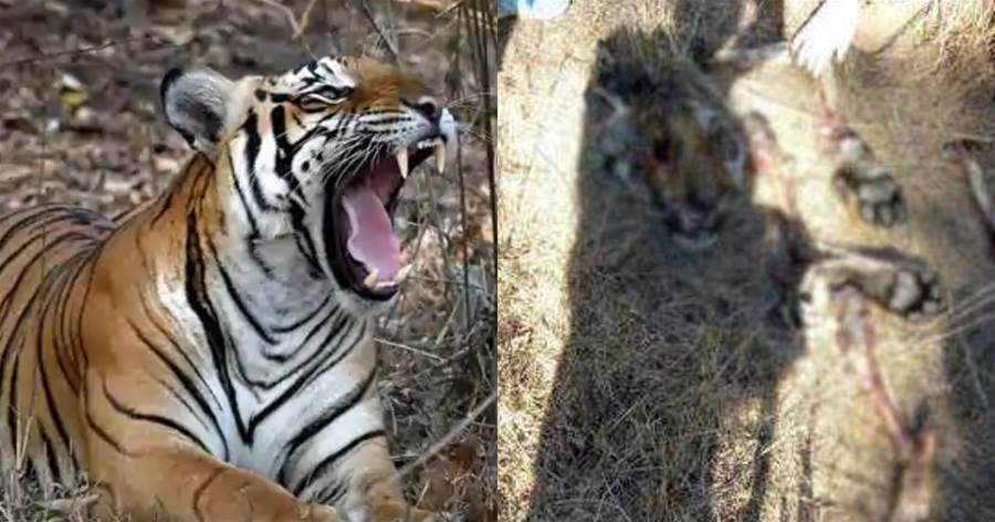 真一山不容二虎！印度公園成年雄虎殘害並吃掉二幼虎，專家稱老虎相食現象極罕見