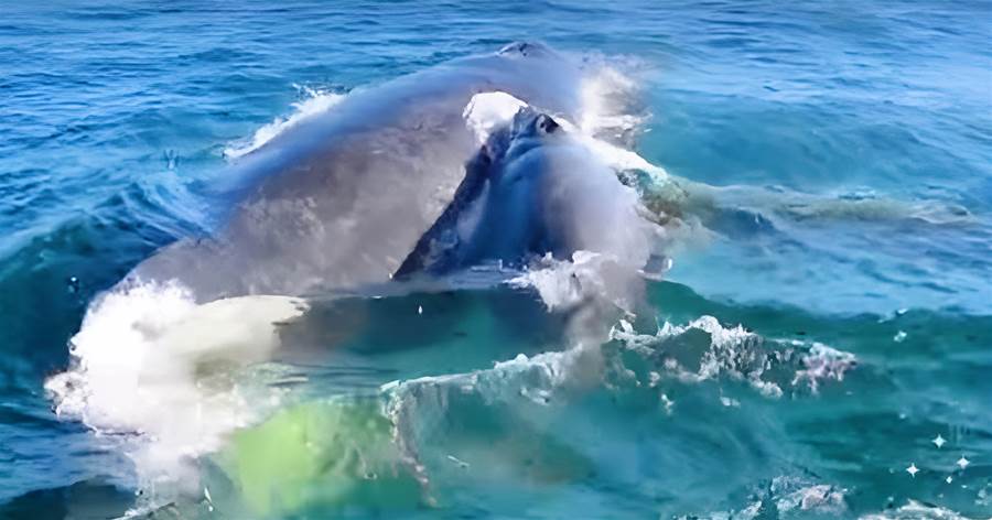 海豚救鯨魚！眼看座頭鯨母子被5頭雄鯨強，「英雄海豚」及時救援