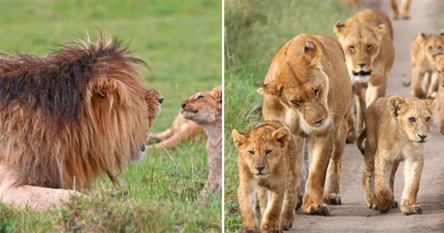 動物交配六親不認，流浪雄獅長大以後，遇到自己的母親怎麼辦？