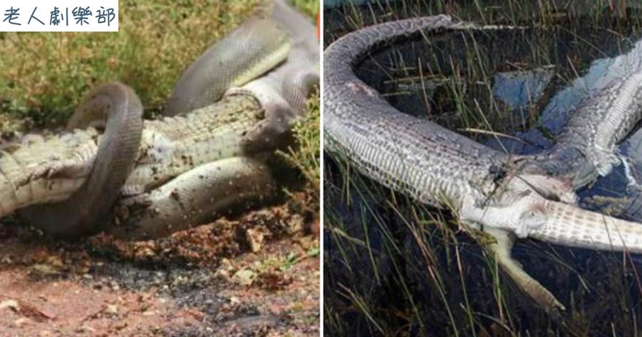 4公尺巨蟒生吞掉1.8公尺的鱷魚，身體卻離奇爆炸，竟是因為鱷魚裝死？
