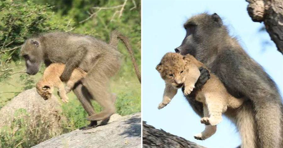 狒狒偷走獅子寶寶自己養？童話一般的情節，現實卻並不美好!