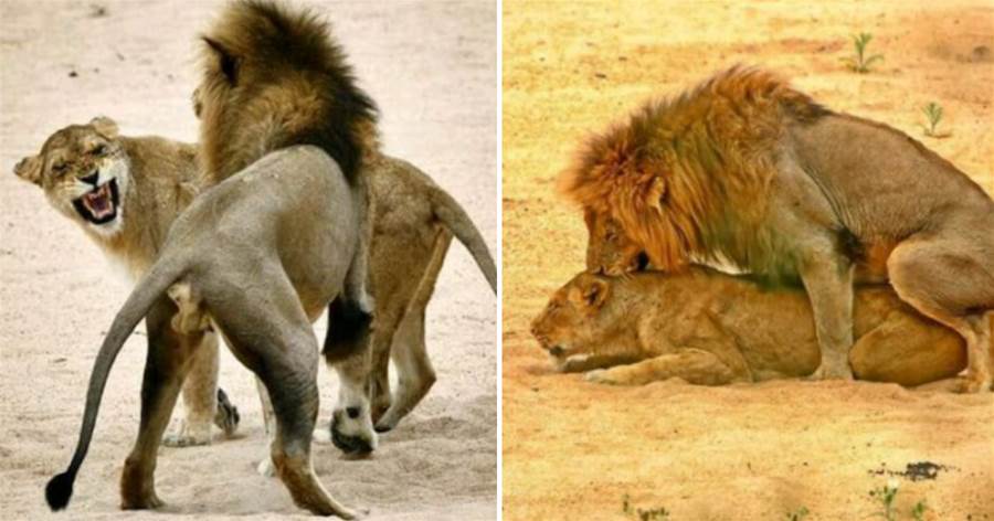 趁著大哥出門狩獵不在家，雄獅小弟對嫂子動了歪心思，氣的母獅齜牙咧嘴都不管用！