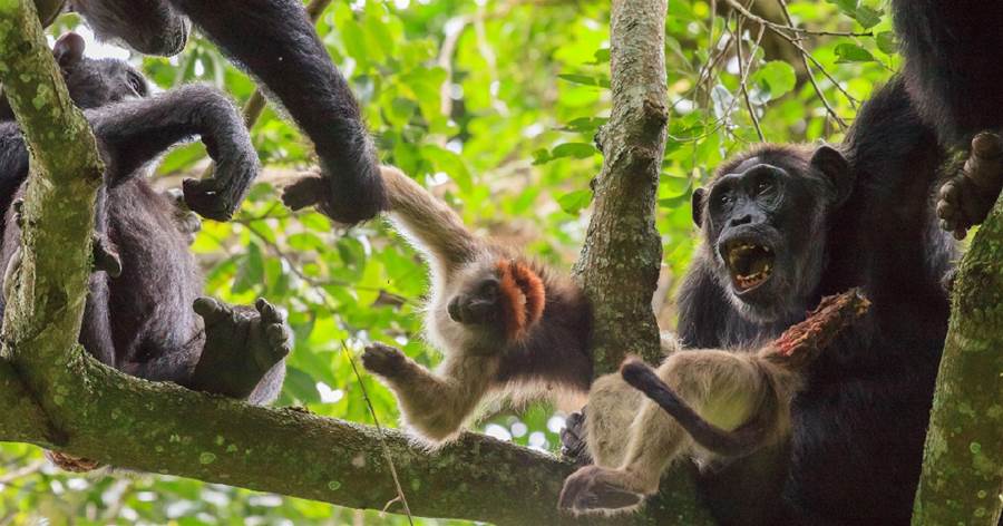 黑猩猩最愛吃猴子肉！350次狩獵吃掉910只猴子，抓住尾巴猴子插翅難逃，吃相更是不忍直視！！