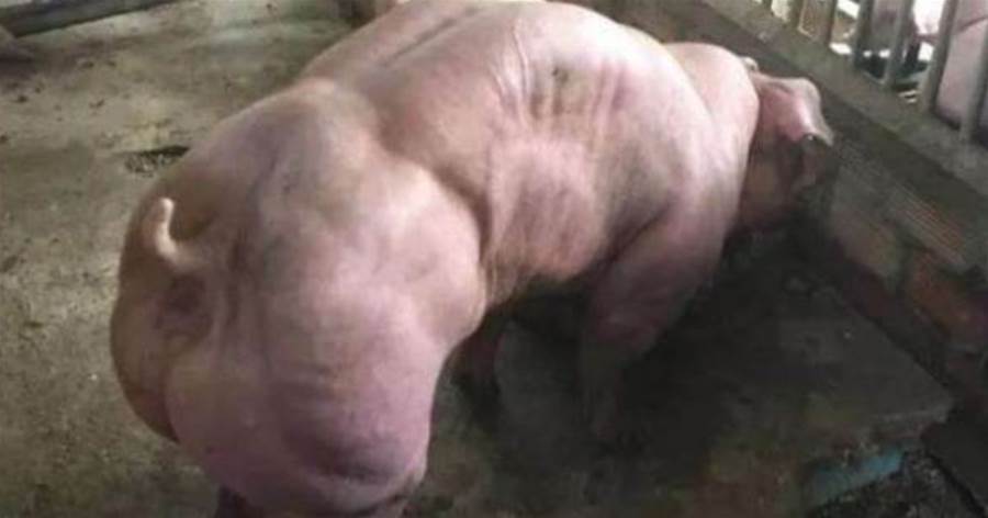 男子發現一頭壯如牛的「豬」，肌肉線條很完美，隨後果斷報了警！