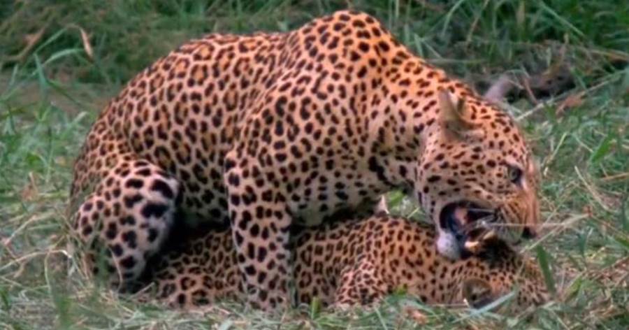 花豹女王瑪娜娜為了保護幼崽存活，先于公豹A交配，再馬上與公豹B交配，可惜結果未能如願！