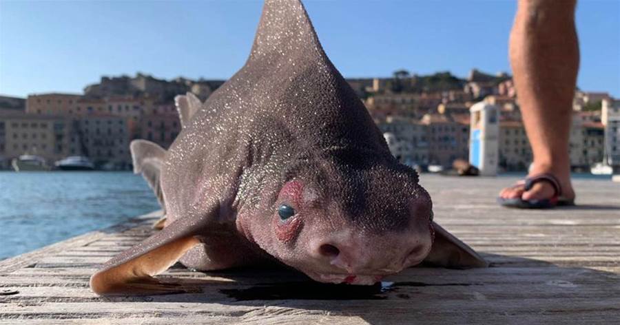 豬和鯊魚雜交？義大利出現神秘生物！背如鯊魚面似豬，專家：這就是海豬！！