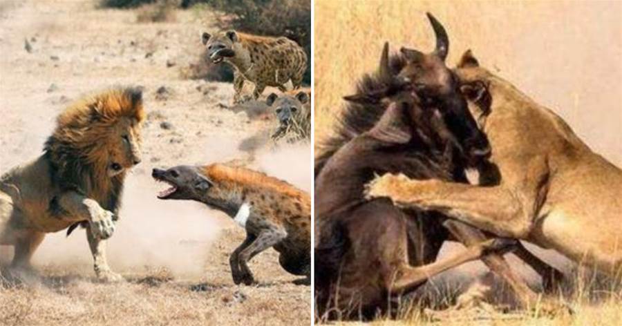 獅王大戰鬣狗：世仇見面分外眼紅，雙方都往死裡啃，好兇殘