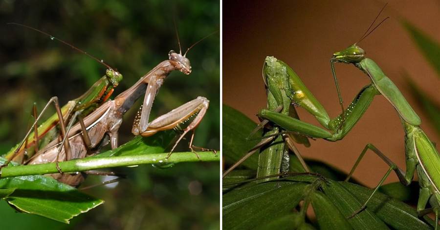 母螳螂在吃自己的「丈夫」時，為什麼雄性螳螂不反抗也不逃走？