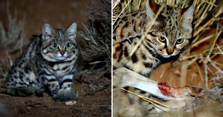 非洲最小的貓為何被全世界禁養？黑夜的「殺戮機器」到底有多凶？