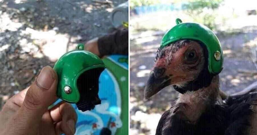 榴槤樹下養雞，主人特製迷你安全帽給雞防身，誰料仍是悲劇