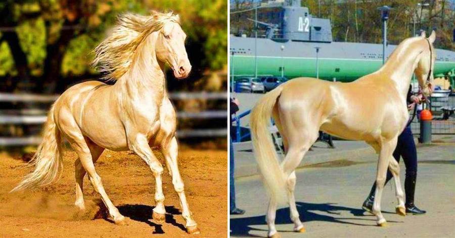 「黃金之馬」阿哈爾-特克馬, 全球僅有約3000匹,「全身泛金光」，太神聖了！！