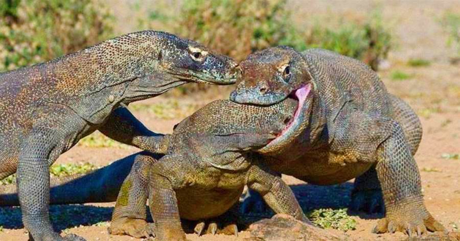 「世界上最大的蜥蜴」——科摩多龍，「遠古恐龍」的表親，一言不合就吃掉幼小同類!！