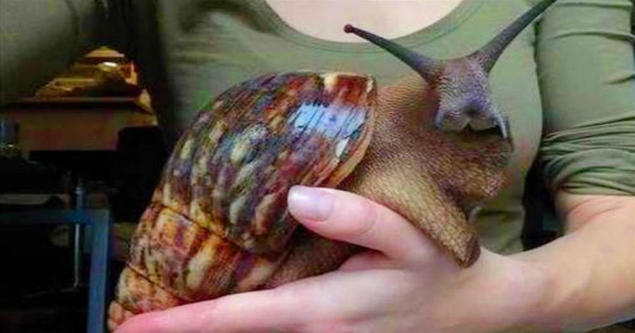 「世界最大蝸牛」，如兔子般大小，非洲卻視為美食，能吃1500萬公斤！