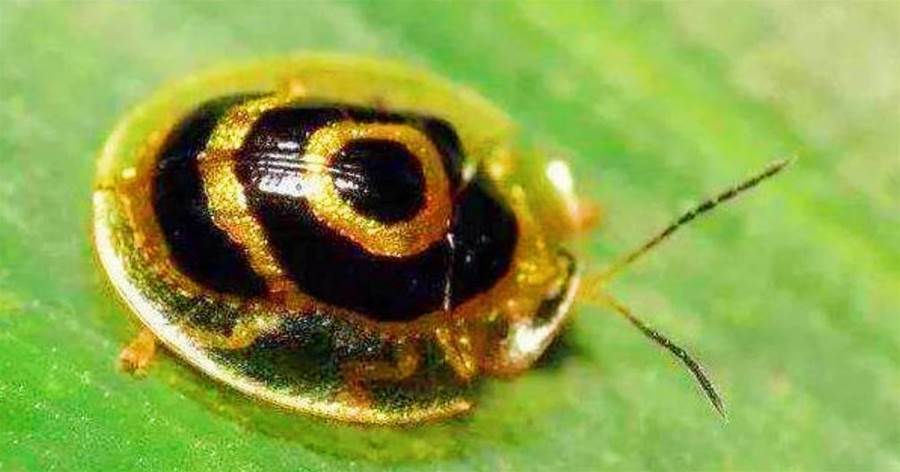 地球上「最土豪」的生物——黃金龜甲蟲，抓到一個吃喝不愁！體內含有「24K金」！！