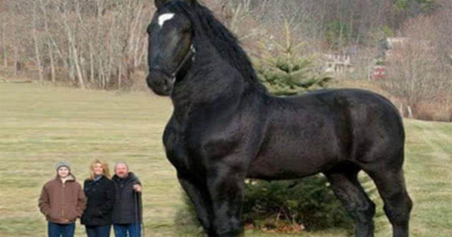 跟大象一樣大的巨型馬你見過嗎？「重型馬之王」夏爾馬