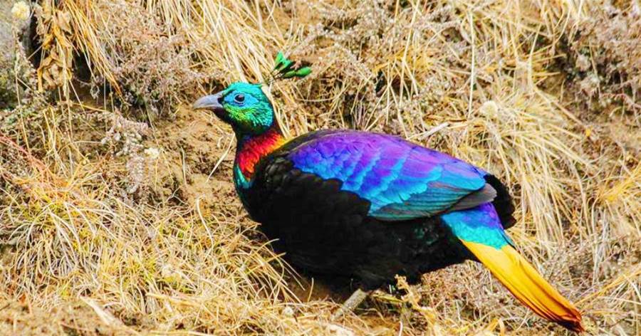 太驚艷！西藏發現「稀有鳥類」棕尾虹雉，色彩絢麗，有著「九色鳥」之稱！