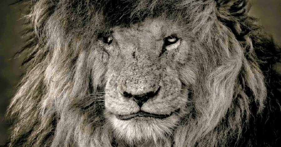 獅王刀疤：獅群「稱王達9年」，同時控制5個獅群，一生為王，終得善終！