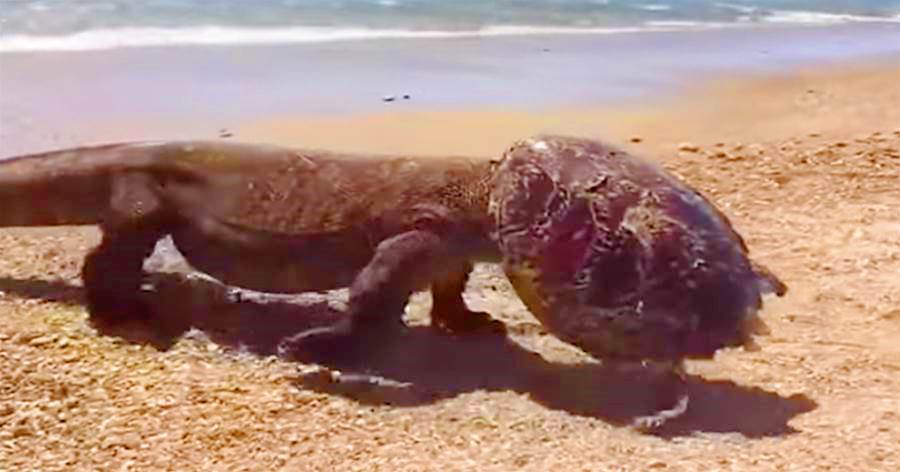 帶著「頭盔」的怪龍一步步走上沙灘：科莫多龍為吃光龜肉鑽進龜殼，合體成「科莫多龍龜」!！