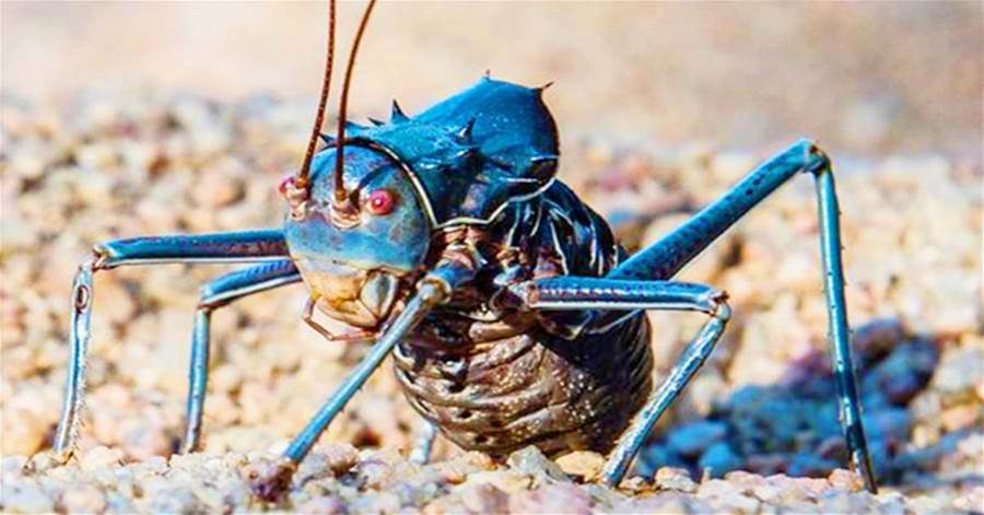非洲「最危險」的蟋蟀，不僅會噴射毒液，還會捕獵小鳥！