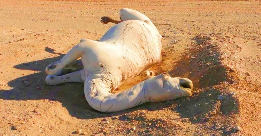 在沙漠中遇到「死去的駱駝」為什麼不能碰？碰了后果有多嚴重？