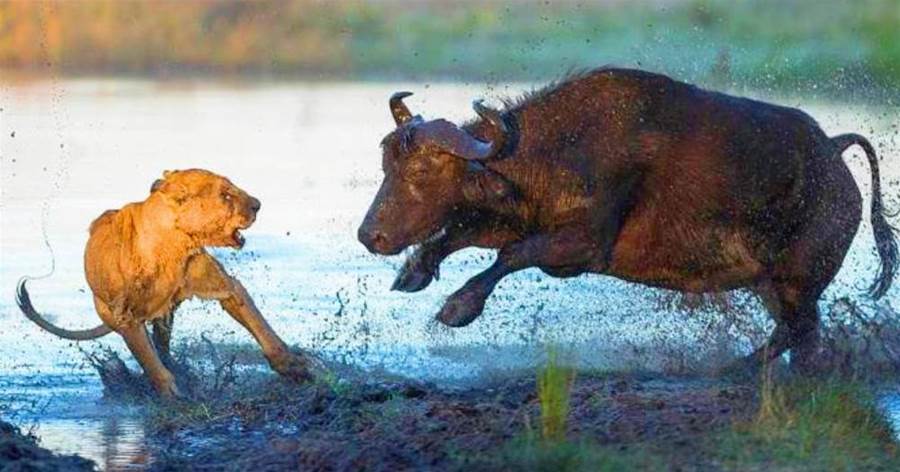 獅子和野牛的「慘烈戰斗」：老母獅率眾捕食小牛，慘被母牛頂死！
