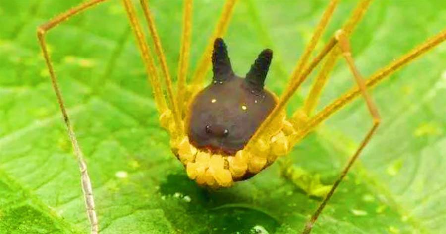 長相奇特的可愛「黑兔蜘蛛」，逗比的模樣超級「蠢萌」！專家：恐龍也要叫它前輩！
