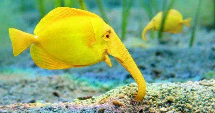 非洲怪異的「象鼻魚」，冷門沒人養，外表憨憨卻「會放電」！