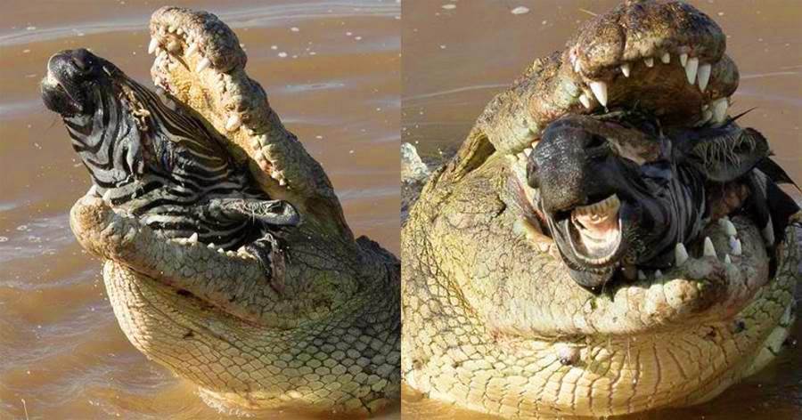 鱷魚群爭搶斑馬肉，分到馬頭的鱷魚張開深淵巨口，吃的不亦樂乎!