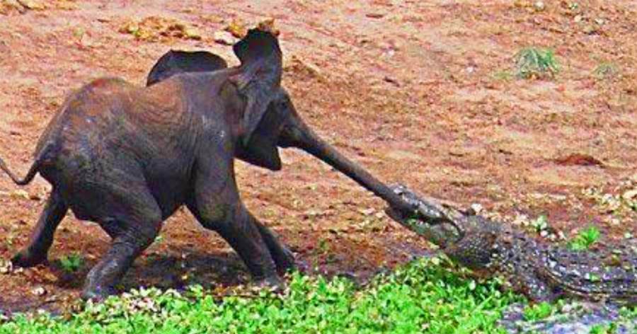 小象被鱷魚伏擊拽住鼻子，當大象媽媽一腳下去，整個世界都安靜了！