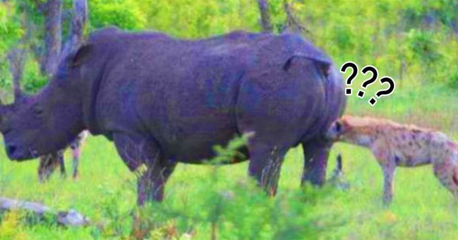 鬣狗想要對落單犀牛「進行掏肛」，奈何遇到一個「不銹肛」：咦？技術減退了？！