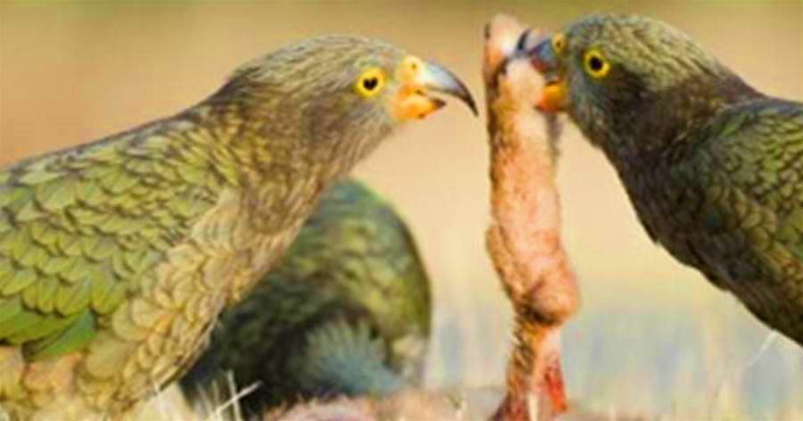 三隻鸚鵡吃光一隻羊？紐西蘭啄羊鸚鵡不僅吃羊，還把目光轉向了汽車，卻因得罪人類被消滅15萬隻！