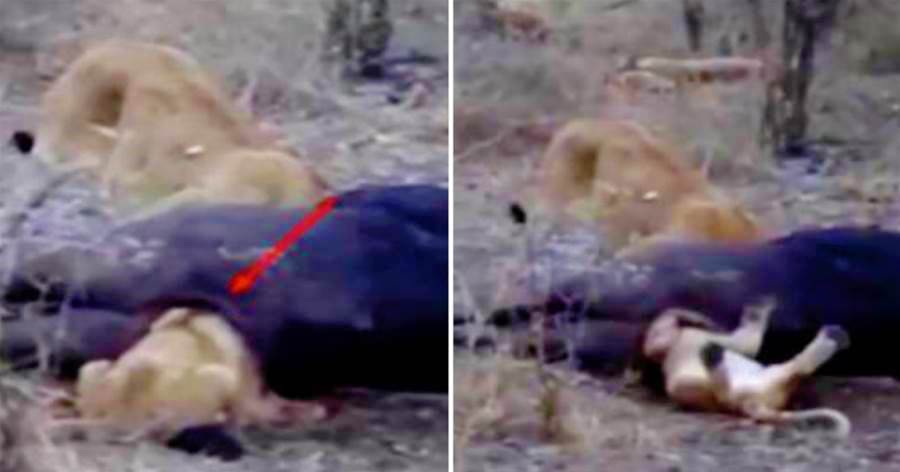 弄巧成拙！小獅子學習鬣狗掏肛吃牛肉，不料鑽入肛門後被卡住，等母獅發現拉出後已沒了呼吸！！