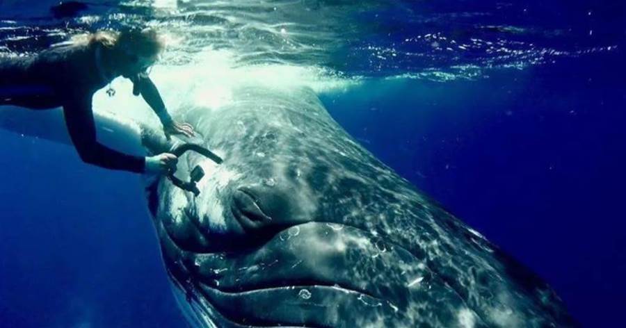 她被鯨魚救了一命，一年多后，鯨魚竟然游回來看她了...