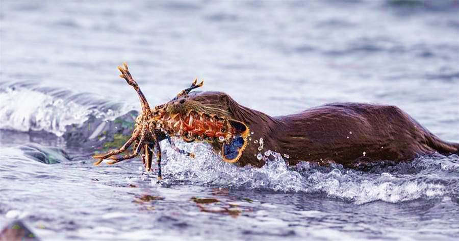 海獺在海灘上大口大口吃著龍蝦，攝影師看到「龍蝦顏色」：太奢侈！！