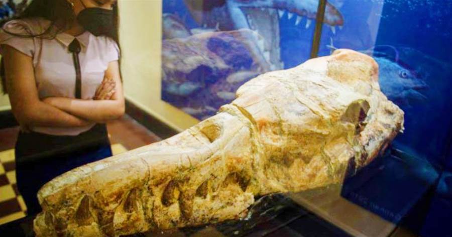 秘魯發現「真龍遺骸」？尖牙利齒身長17米，3600萬年前海里的「龍王」！！
