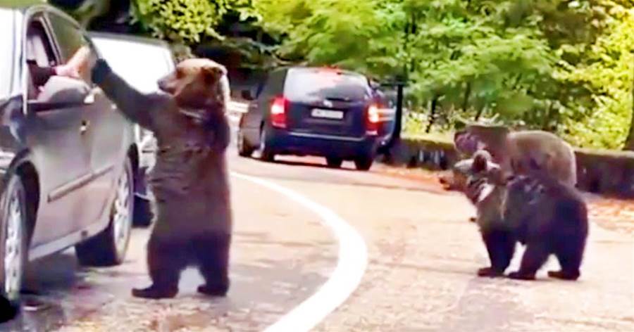 美國游客堵車「遭遇3頭黑熊」，竟腦子抽瘋去「擊掌」，黑熊一下子興奮了！！