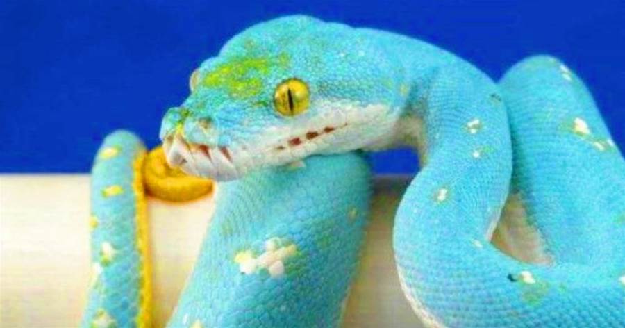 1條等于1輛超跑！世界最貴最美的「鑲鑽藍蛇」,抓一條直接翻身