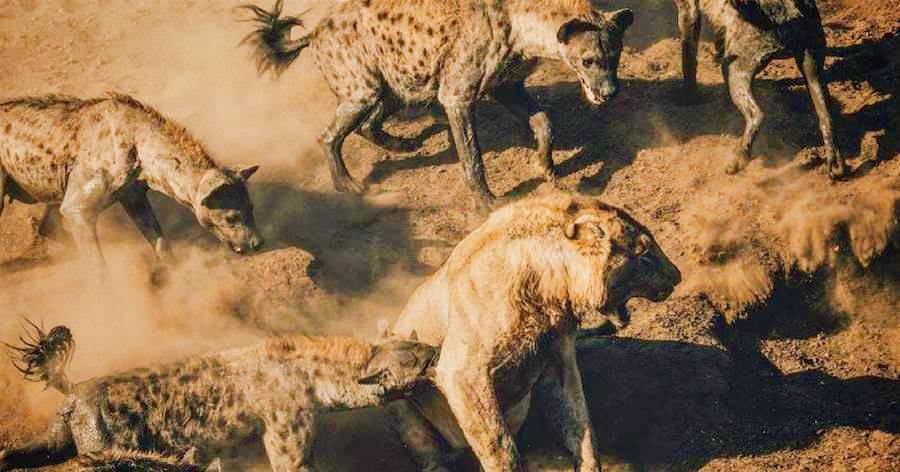 幼年獅為爭奪公牛肉，慘遭鬣狗圍攻，為什麼鬣狗群敢進攻10只母獅子，卻不敢招惹一隻雄獅呢？