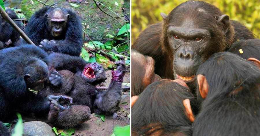 貢貝黑猩猩內鬥：20頭黑猩猩忍辱負重4年，突然出擊，對10頭外逃黑猩猩展開圍剿，奪回全部領地~