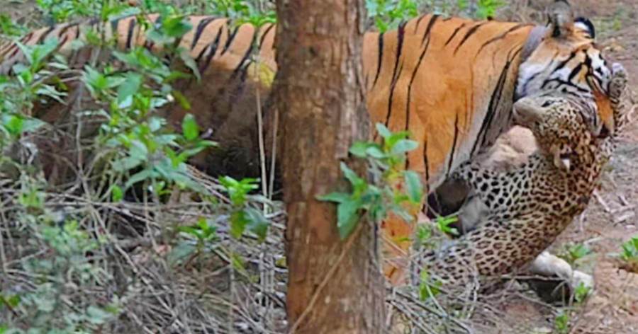實拍印度一頭老虎捕殺花豹，爬上3公尺高樹將花豹拖下捕殺，卻不吞食豹!
