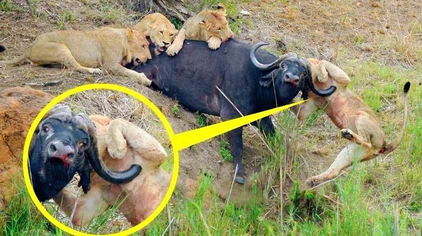 獅群圍殺野牛，絕望野牛拼死反抗，鋒利的牛角直接反殺一頭獅子！