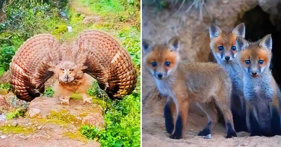 新疆天山雕鸮「為報仇」，跟蹤狐貍，找到巢穴，「滅了狐貍一家5口」