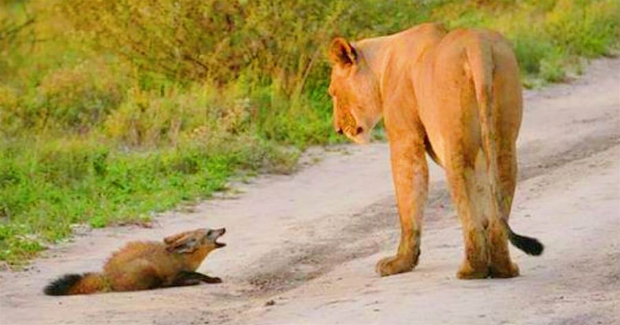 獅群偶遇「受傷小狐貍」，雄獅想美餐一頓，「卻遭母獅極力阻止」，結局讓人意外！