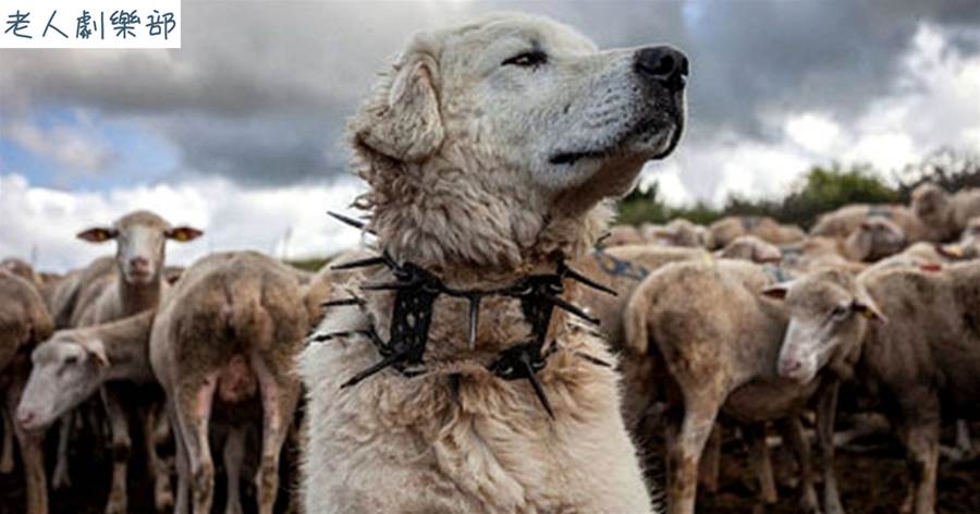 「防狼項圈」真的能保護牧羊犬嗎？狼不會攻擊牧羊犬其他位置？