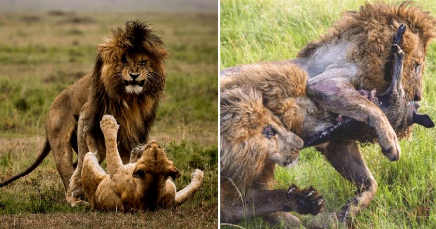 獅王刀疤：靠武力在獅群稱王達9年，同時控制5個獅群，一生為王，終得善終