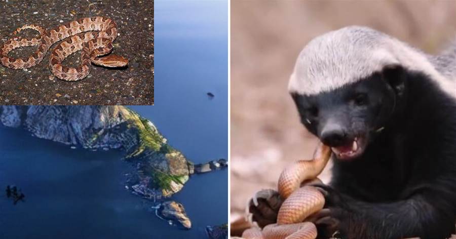 把2只蜜獾放在巴西蛇島上，4000只黃矛頭蝮蛇會成它的盤中餐嗎？