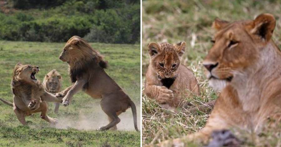 如果獅王被自己兒子打敗，獅群裡的母獅會被如何對待？