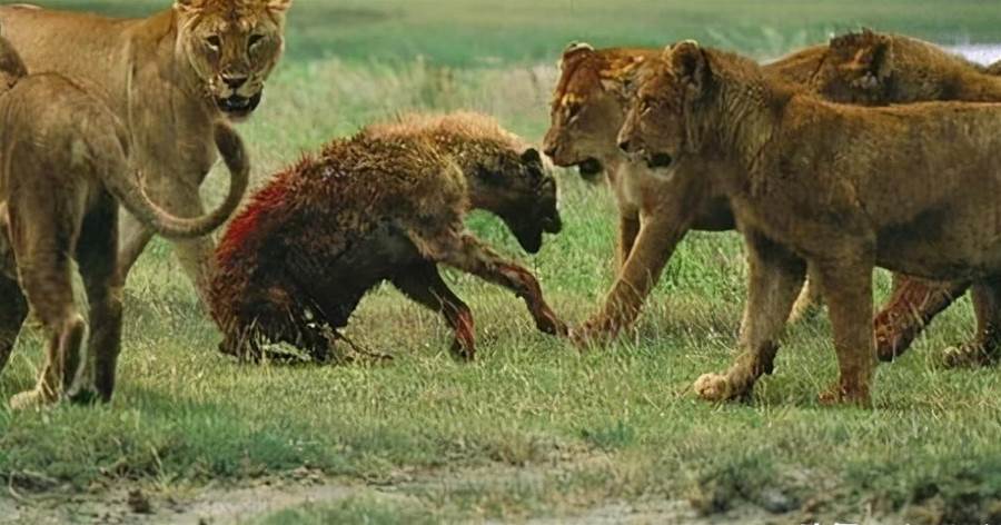 落單鬣狗遭獅群圍攻，「為活命竟掏肛自己」，獅子的做法太高明!!