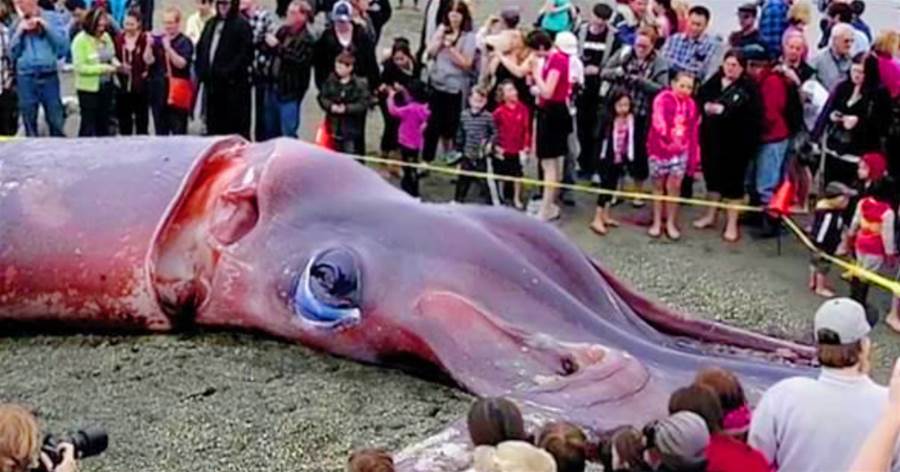 超級海怪！「地球上最大的烏賊」，體長11米體重600斤，抹香鯨是它的克星